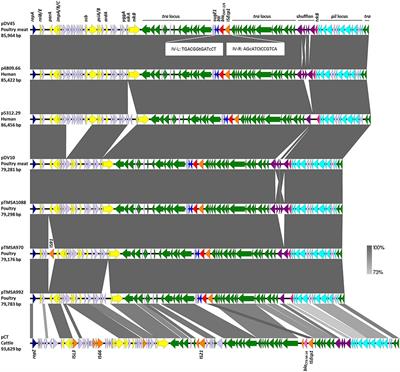 Plasmids Carrying blaCMY -2/4 in Escherichia coli from Poultry, Poultry Meat, and Humans Belong to a Novel IncK Subgroup Designated IncK2